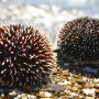 Sea Urchins Samos